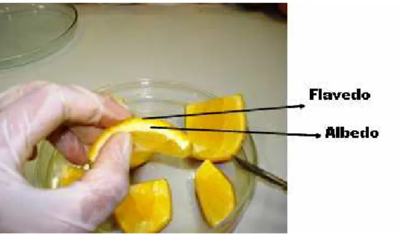 Figura  1  -  Fruto  de  Citrus  sinensis.  Flavedo  parte  mais  externa;  e  o  mesocarpo parte do meio (albedo) 
