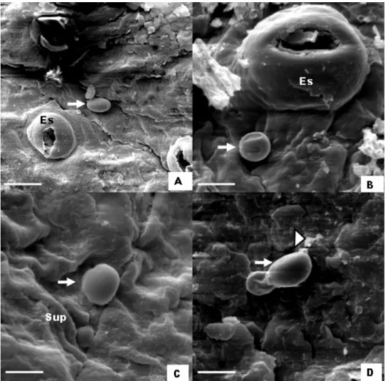 Figura 3 - Aspecto dos conídios de Guignardia citricarpa em microscópio eletrônico de  varredura 0, 6,12 e 24 horas após a inoculação (h.ai.) em frutos de laranja  doce ‘Pêra’