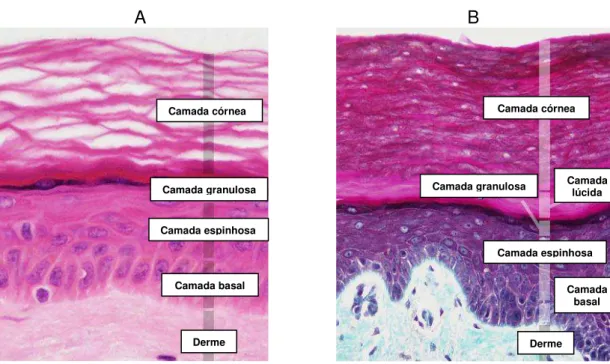 FIGURA  1  –  Corte  de  pele  humana  -  microscopia  de  luz.  Em  (A)  podem  ser  notadas  as  camadas  histológicas  de  pele  fina  (coloração  HE)