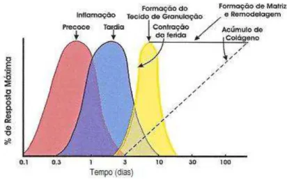 FIGURA 6  –  Fases da reparação de feridas (Isaac, 2007). 