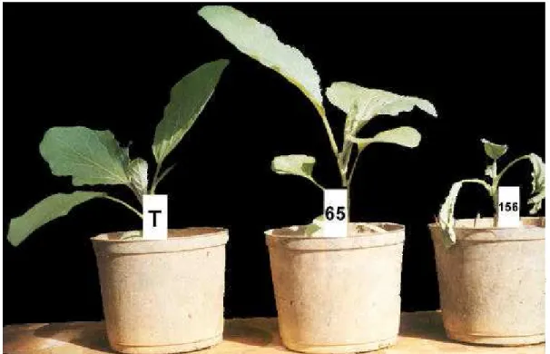 Figura 5.  Desenvolvimento vegetativo atípico do isolado CNPH  – 65 de  R. solanacearum.