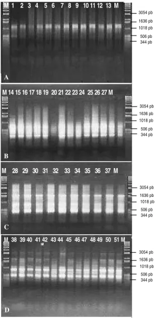 Figura 7  -  Perfis eletroforéticos obtidos pela amplificação de fragmentos de DNA de  isolados de  Ralstonia solanacearum , através de PCR, utilizando o iniciador ERIC