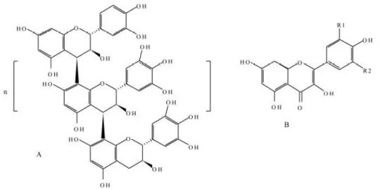 Figura 7. Estrutura química de uma (a) proantocianidina constituída pela catequina e unidades poli- poli-méricas de epicatequina, (b) estrutura genérica flavonóide