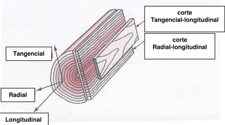 Figura 2. Direções ortogonais da madeira 18 . 