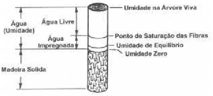 Figura 8. Distribuição da umidade pela madeira na árvore viva  35 . 