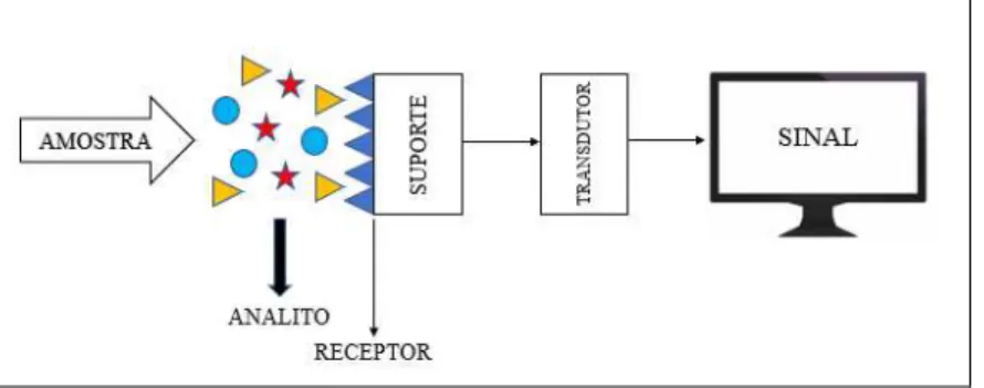 Figura 1- Configuração esquemática dos componentes básicos de um biossensor. 