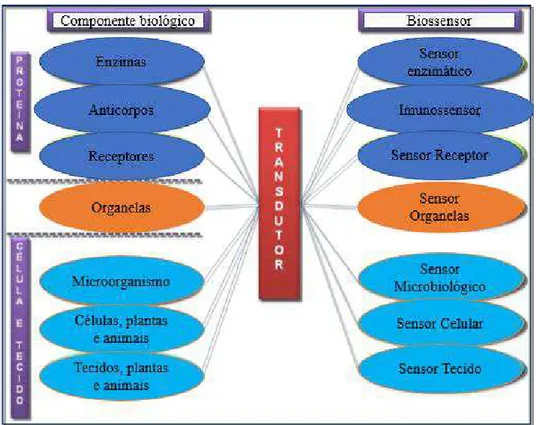 Figura 4-  Classificação dos biossensores de acordo com o elemento biológico sensível