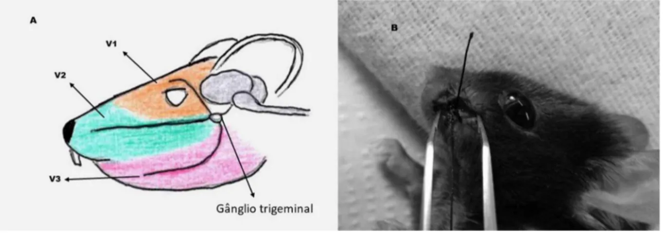 Figura  5-  Amarras no nervo  infraorbital  de  um  camundongo.  A) Ramificações do  nervo trigêmeo em camundongos