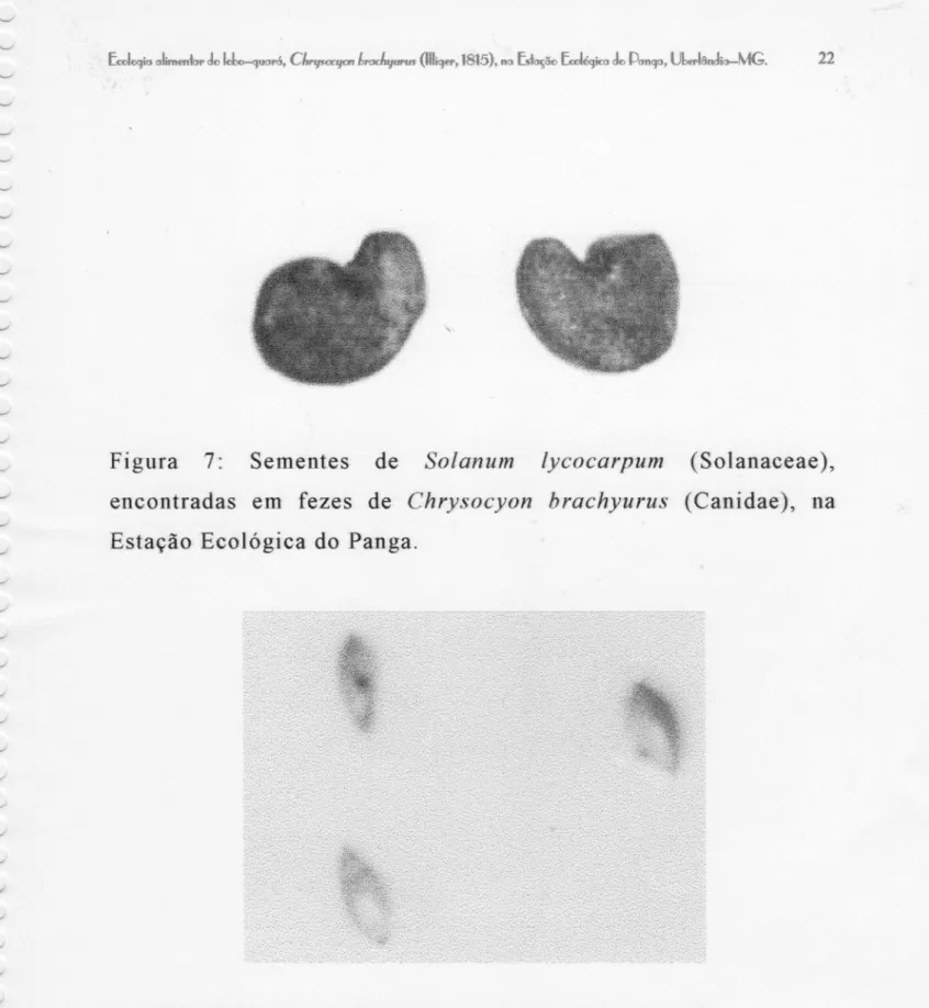Figura 7: Sementes de Solanum lycocarpum (Solanaceae), encontradas em fezes de Chrysocyon brachyurus (Canidae), na Estação Ecológica do Panga.