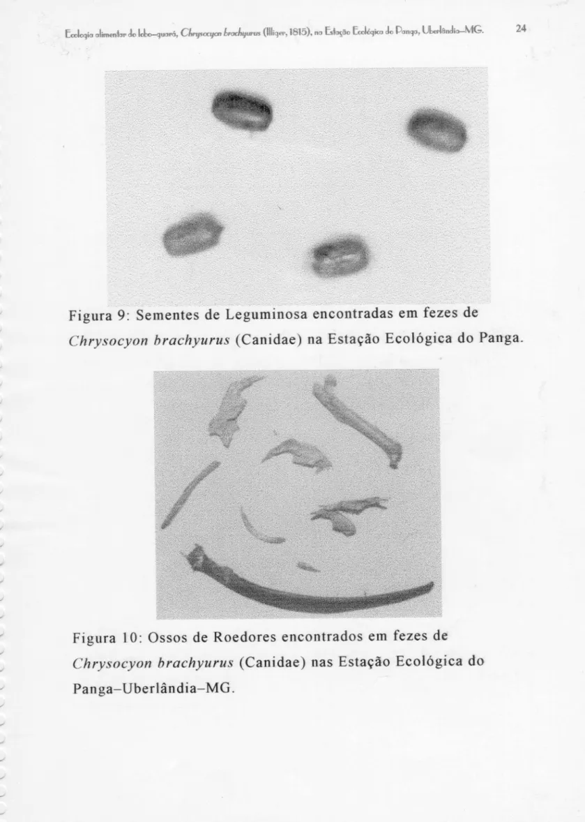 Figura 10: Ossos de Roedores encontrados em fezes de