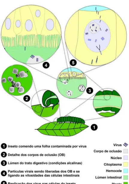 Figura 4  –  Ciclo biológico de um nucleopoliedrovírus. 