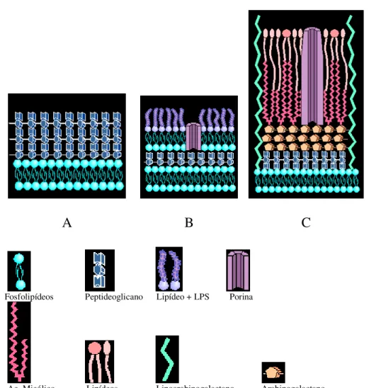 Figura 1: Representação esquemática da parede bacteriana de; A. organismos  Gram-positivos; B