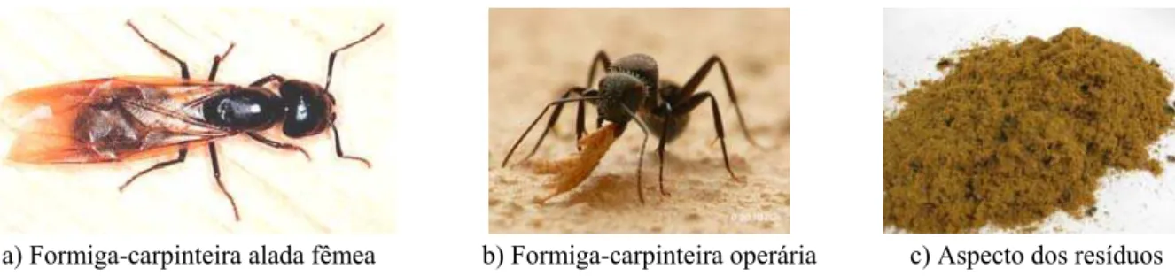 Figura 3.43. Características visuais de diagnóstico de galerias e danos provocados por formigas-carpinteiras