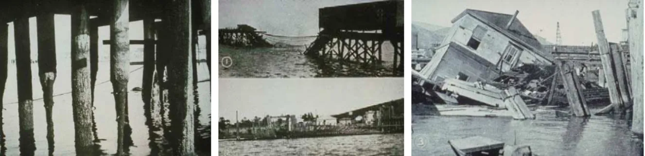 Figura 3.48. Danos causados por perfuradores marinhos em estruturas de madeira na Baía de São Francisco entre  1919 e 1921