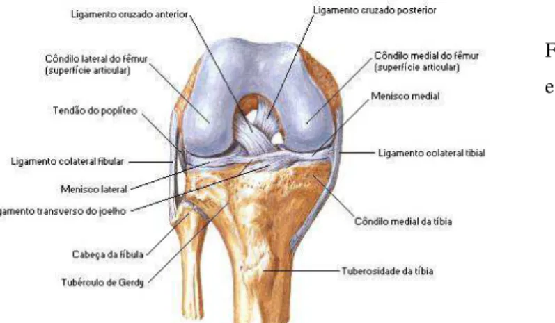 Figura 1 - Vista anterior das  estruturas articulares do joelho 
