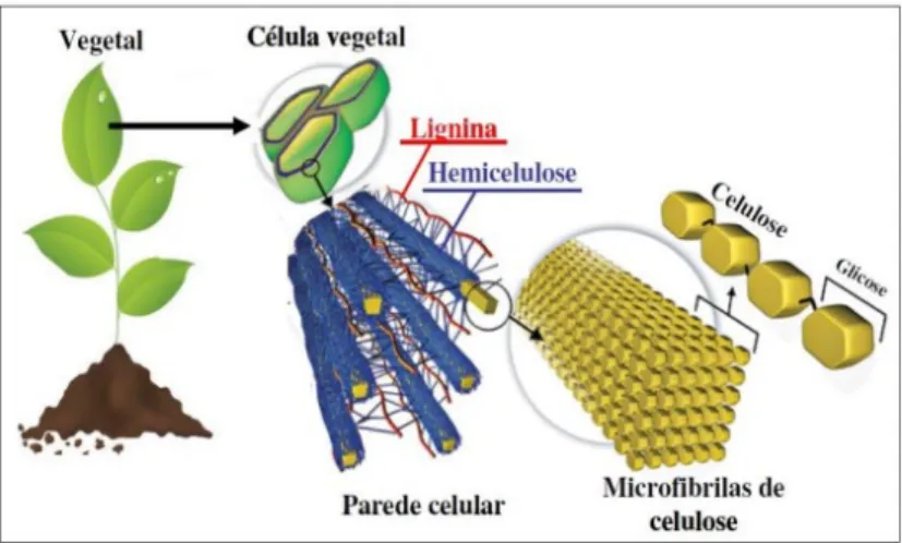 Figura 1.4-Representação esquemática da parede celular da célula vegetal (Adaptado de  RITTER, 2008; apud FACUNDES, 2014)