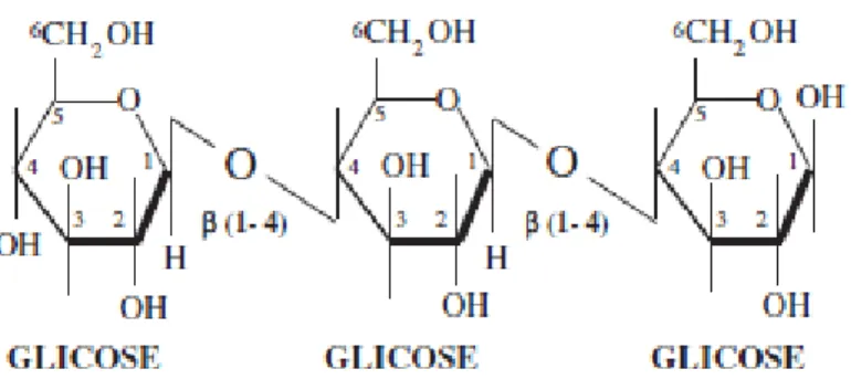 Figura 2.1-Pedaço do polímero de celulose (GOLDENBERG, p. 27, 2007; apud RAELE  et al., 2014)