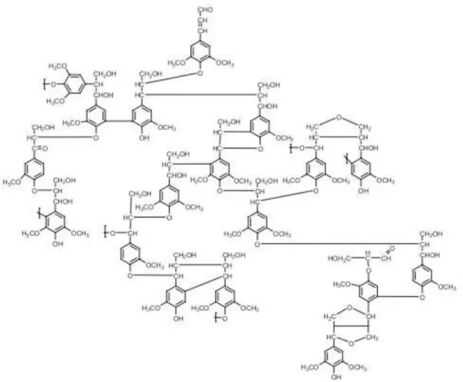 Figura  2.4-Representação  esquemática  da  estrutura  química  da  lignina  de  folhosas  (NIMZ, 1981; apud LINO, 2015)
