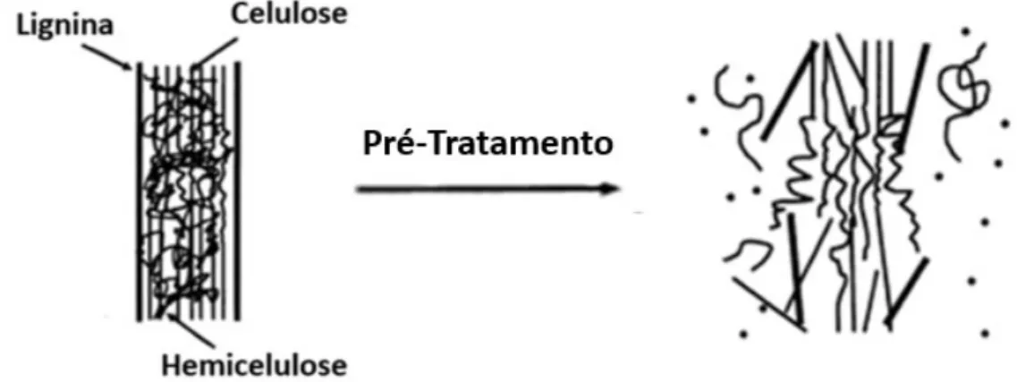 Figura  3.1-Esquema  representativo  do  pré-tratamento  da  biomassa  lignocelulósica  (adaptado de MOSIER et al., 2005)