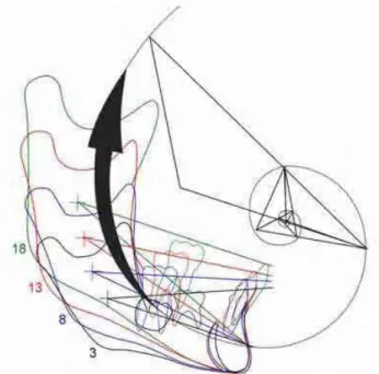 Figura 2.9 - Crescimento da mandíbula na forma da espiral de Fibonacci 