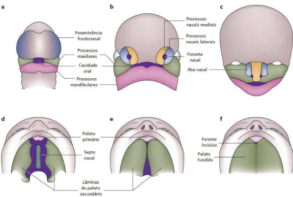 Figura  3  -  Esquema  da  formação  do  lábio  e  palato.  a)  Proeminência  frontonasal,  processos  maxilares  e  processos  mandibulares  circundando  a  cavidade  oral  na  4ª  semana  do  desenvolvimento  embrionário