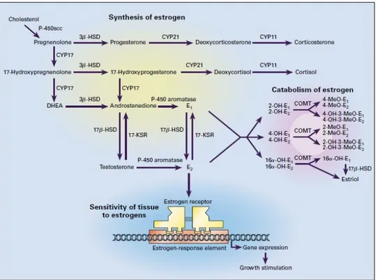 Figura  1. Produção  e  catabolismo  do  estrógeno.  Fonte:  CLEMONS  e  GOSS, 2001. 
