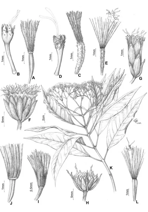 Figura 8 – a-l. a-b. Trichogoniopsis adenantha (DC.) R.M. King &amp; H. Rob. a. pápus plumoso, b