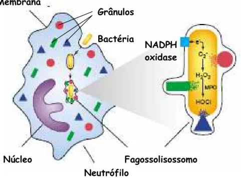 Figura  1  -  Esquema  apresentando  os  mecanismos  de  lise    bacteriana,  oxigênio  dependente e oxigênio independente, executado pelos neutrófilos
