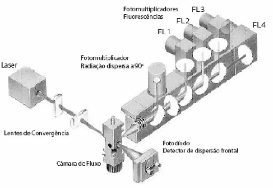 Figura  2 -  Configuração de um citômetro de fluxo. Adaptado de Silva, et al. (2004). 