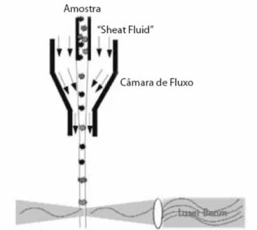 Figura  3 - Representação esquemática de uma câmara de fluxo. A passagem individual  das células (eventos) é conseguida por focagem hidrodinâmica do fluxo de amostra no  seio de uma solução salina ( sheat fluid )