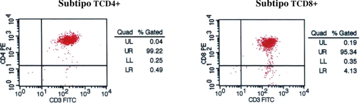 Figura  11.  Eficiência  da  separação  celular  dos  subtipos  linfocitários  TCD4+  e  TCD8+  