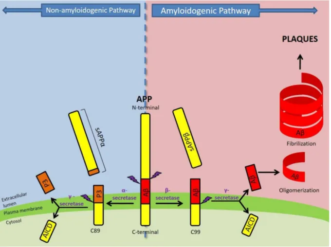Figura 1 - Clivagem da proteína APP. A proteína APP pode ser clivada seguindo a via não-  amiloidogênica (pela ação das secretases a e y) e a via amiloidogênica (pela ação das secretases P e y),  sendo esta patológica, pois resulta na formação das placas P