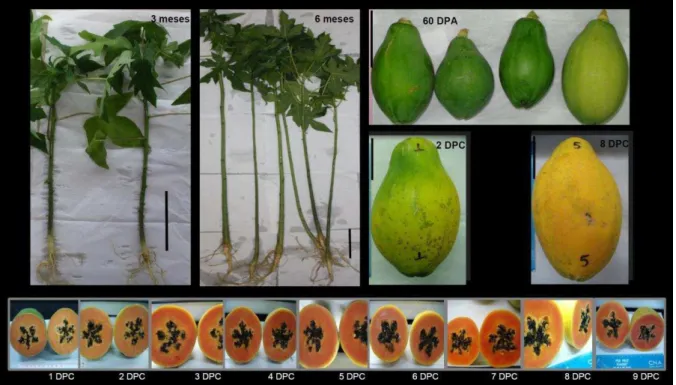 Figura  1.  Plantas  e  frutos  do  mamoeiro  analisados  em  duas  amostragens  biológicas  distintas