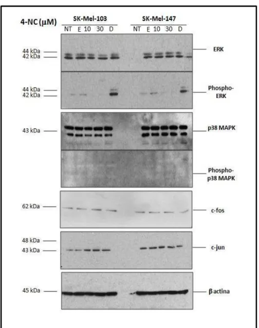 Figura  34  –  Avaliação  da  expressão  protéica  de  ERK,  ERK  fosforilada,  p38  MAPK  e  p38MAPK  fosforilada,  c‐fos  e  c‐jun  em  células  normais  melanomas  metastáticos:  SK‐Mel‐103  e  SK‐Mel‐147,  quando não tratadas (NT) ou tratadas com 4‐NC 