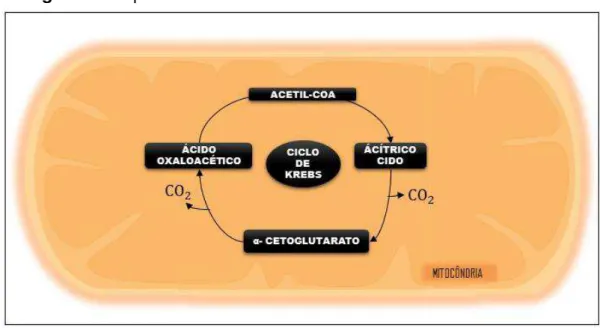 Figura 2. Esquema do catabolismo celular através do ciclo de Krebs.  