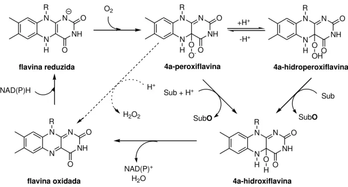 Figura 3  –  Ciclo catalítico proposto para mono-oxigenases dependentes de flavina. 11