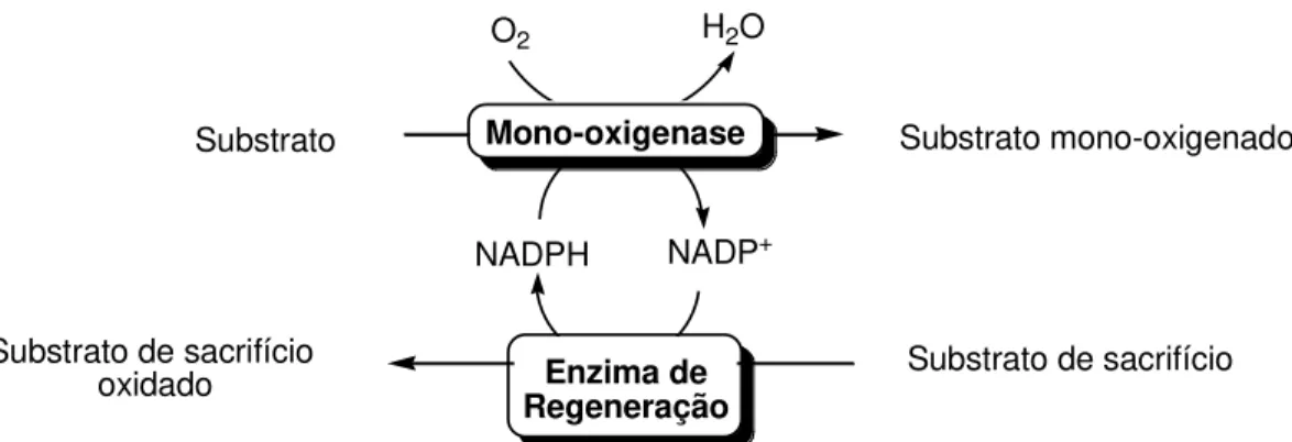 Figura 4  –  Esquema simplificado da utilização de enzima para regeneração de cofator