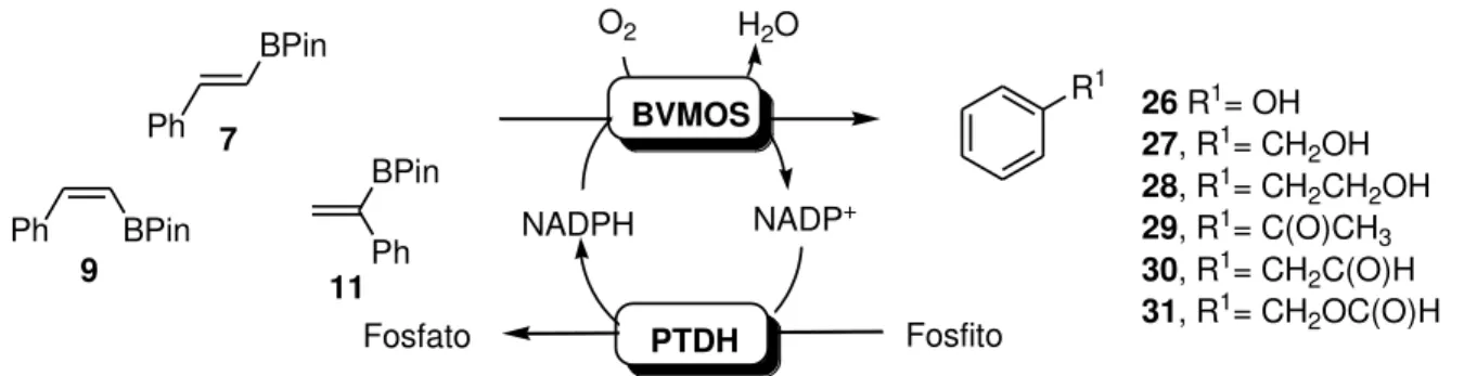 Tabela 4 - Reações enzimáticas de 24 h de 7, 9 e 11 mediadas por mono-oxigenases. a Entrada  Substrato  PAMO 