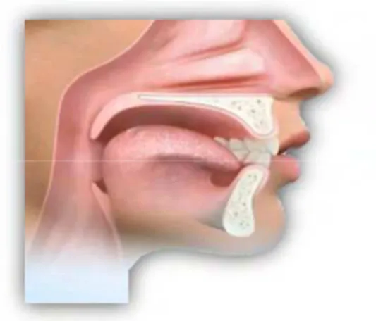 Figura 1 – Anatomia da via aérea superior.