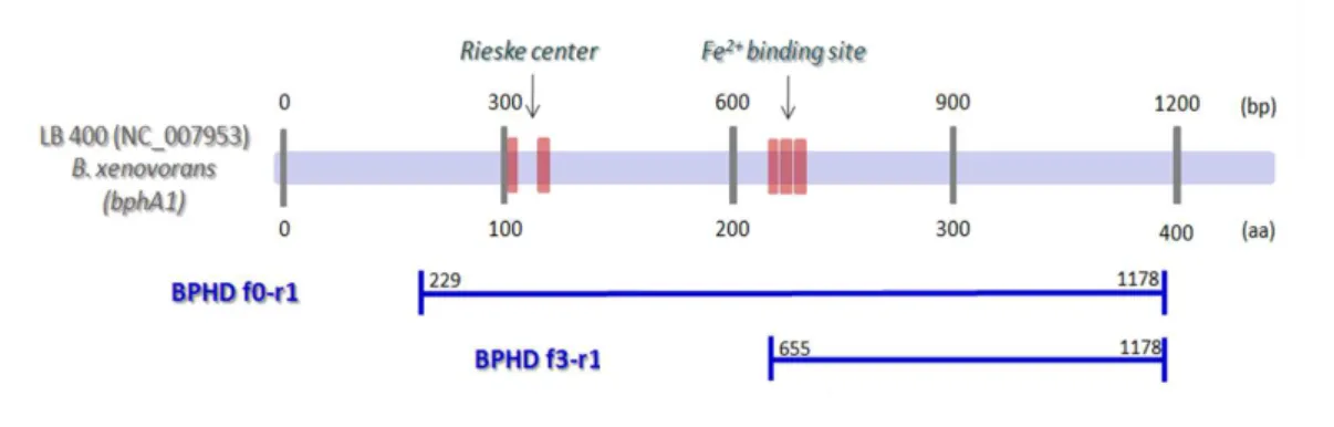 Figura 1.6 - Região conservada do gene da dioxigenase da bactéria Burkholderia Xenovorans LB400 e  primers degenerados construídos para a amplificação desta região  