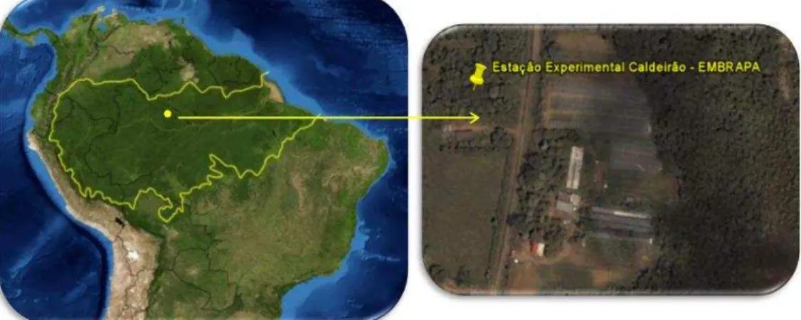 Figura 1.8 - Estação Experimental do Caldeirão, Embrapa (03°26´ S, 60°23´ W), município de  Iranduba, Amazonas, Brasil 