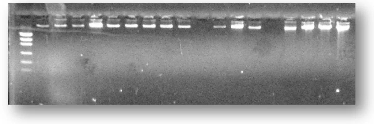 Figura 2.5 - Gel resultante da extração do DNA genômico de alguns isolados. Padrão de peso  molecular: Low Mass Ladder™  (Invitrogen Life Technologies) 