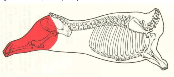 Figura 1 – Membro posterior (bovino) 