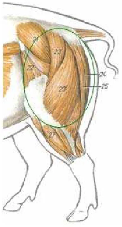 Figura 3 – Músculos superficiais do membro pélvico de suíno: vista lateral 