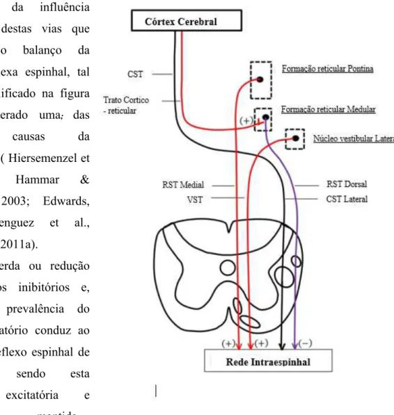 Figura 6 - Esquematização do controlo supraespinhal do reflexo  miotático  espinhal.  CST:  Trato  corticoespinhal;  RST:  Trato  reticuloespinhal;  VST:  Trato  vestibuloespinhal;  (+)  -  Facilitação; (-) - Inibição