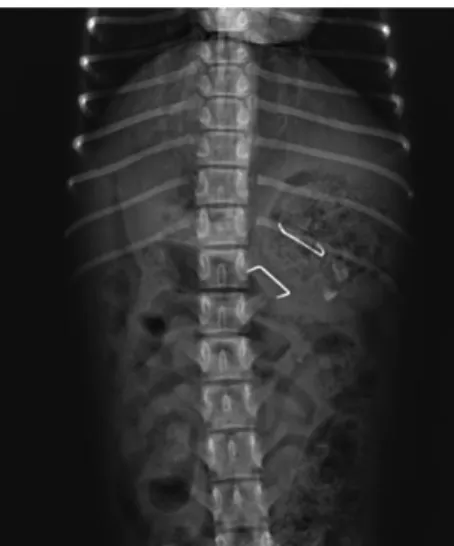 Figura 3. Imagem radiográfica da projeção ventrodorsal da cavidade abdominal do  Pimby  revelando  dois  CE  com  radiodensidade  de  metal  alojados  no  estômago