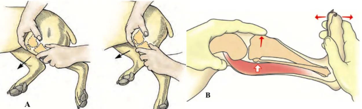 Figura 11 – Exame físico ortopédico: A -Teste de gaveta cranial; B - Teste de compressão tibial (Adaptado de  Fossum, 2013) 