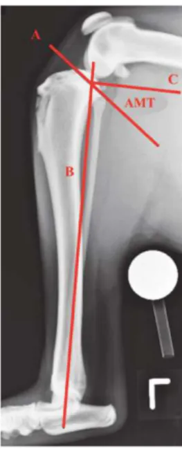 Figura 15 – Medição do ângulo da meseta tibial através de uma radiografia latero-lateral (Adaptado de Tobias e  Johnston 2012) 