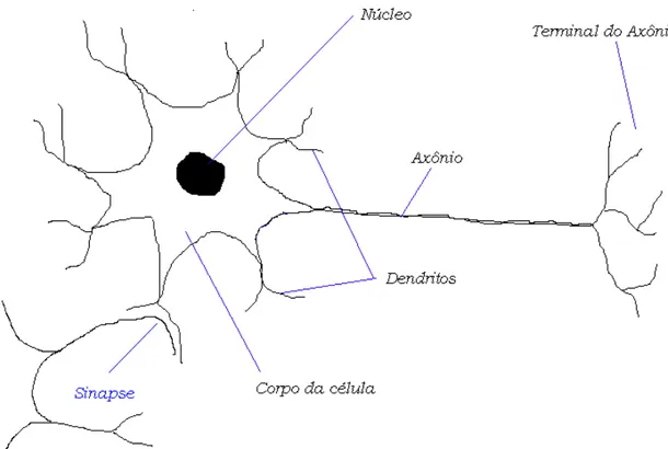 Figura  3 –  Esquema representativo de um neurônio natural   Fontes: (SNIPES 1998; HAYKIN 1999) 