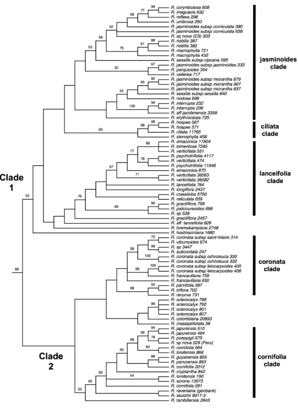 Fig.  2.  Clade  Rudgea  sensu  stricto  from  majority‐rule  consensus  tree  from  the  106  most  parsimonious  trees  (CI=0.45,  RI=0.77)  from  combined  datasets  of  rps16, trnL‐trnF  and  ITS.  (Fig.  1).  The  numbers  above  branches  refers to b
